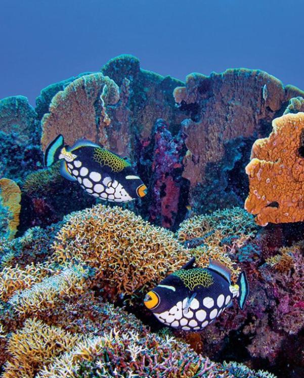 Pristine Paradise Dive Resort Una Una Pulau Unauna Esterno foto